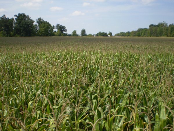 40 Acres in 4 Tracts - Great Location!